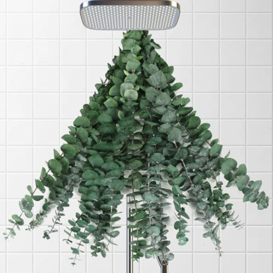 Tallos de Eucalipto Secos para - Home Fragrance Eucalyptus reseña y precio