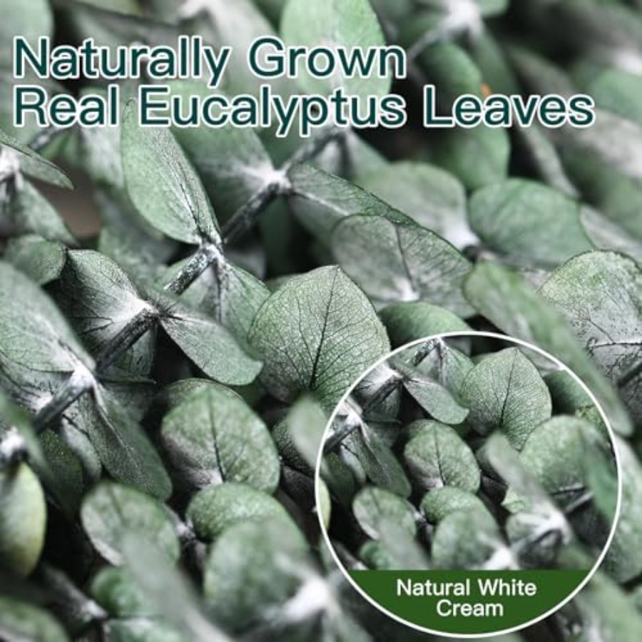 Tallos de Eucalipto Secos para - Home Fragrance Eucalyptus reseña y precio